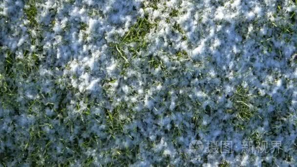 绿草与雪