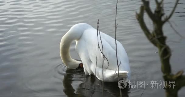 白色天鹅湖上视频