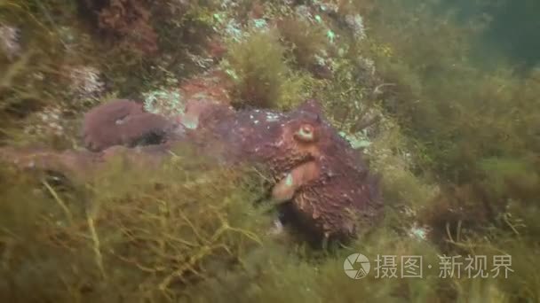 在石海底寻找食物的大章鱼视频