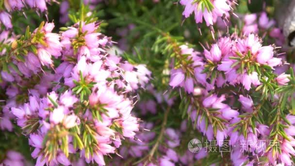 紫色鲜花盛开视频