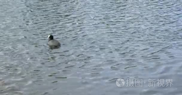 在湖中游泳的鸭子视频