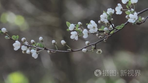 小枝具花在风中摇曳视频