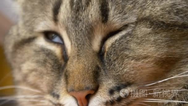 猫咪入睡视频