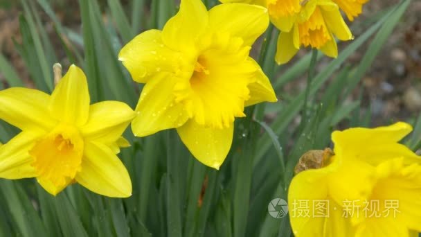 水仙花开花视频