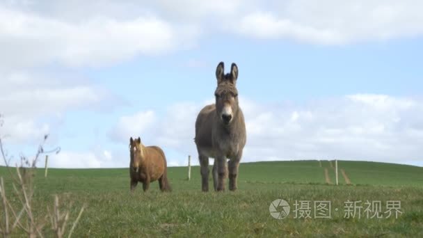 骡子和马在草原上视频