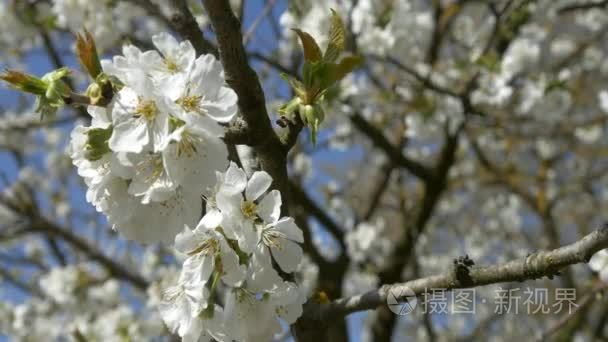 樱花树视频