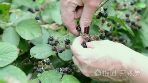 从布什采摘黑莓的女人手。夏季