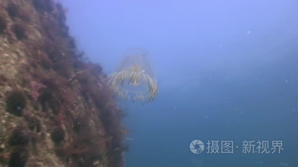 在绿色水域的海大水母