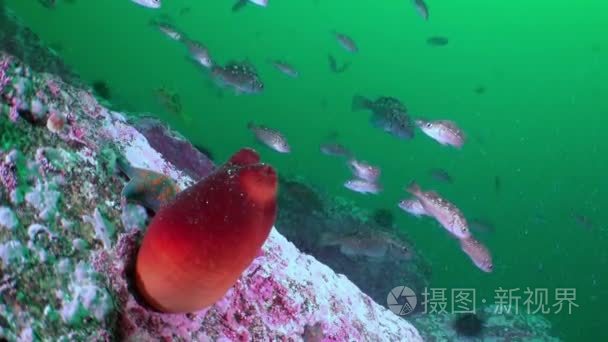 与多彩海绵日本海桑迪红海底视频