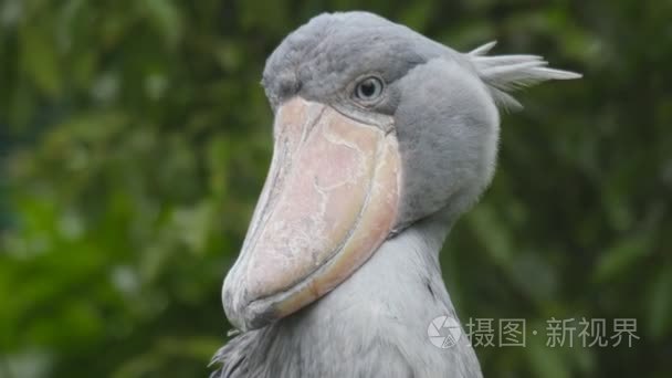 shoebill stork(balaenicipitinae)短视频