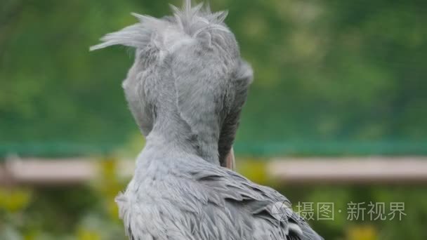 shoebill stork(balaenicipitinae)短视频