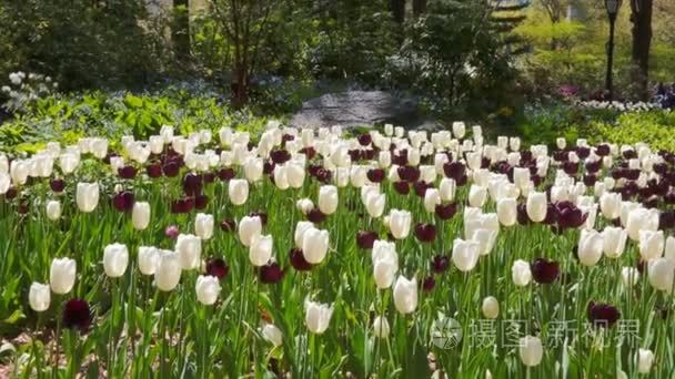 郁金香花和自然景观视频