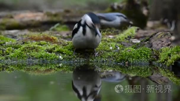 啄木鸟在春天森林高清喝酒视频