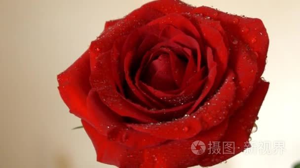 美丽的红玫瑰鲜花视频