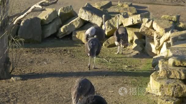 在动物园里的鸵鸟鸟类群视频