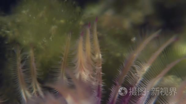 海底的海洋生活鸡毛掸子蠕虫视频