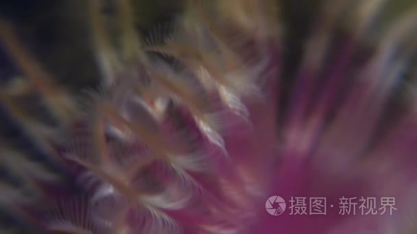 海底的海洋生活鸡毛掸子蠕虫视频