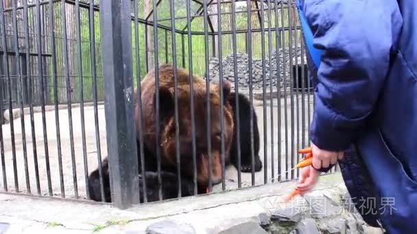 棕色的熊饲养在动物园里的女孩视频
