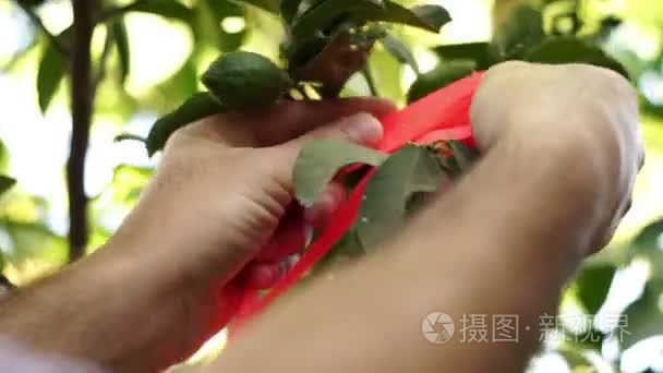 农业种植者关系带到柑橘树分支视频