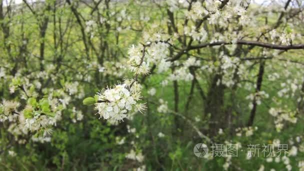 男人用手抚摸励志棵开花的树视频