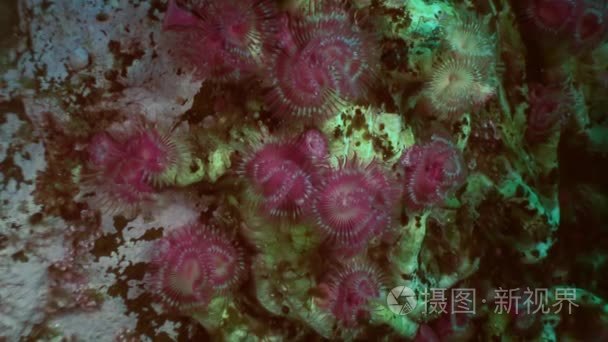 海底的海洋生活鸡毛掸子蠕虫视频