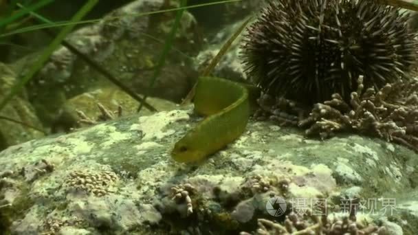 鱼和海胆的海底岩石中视频