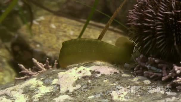 鱼和海胆的海底岩石中视频