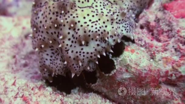 Sea cucumber among coral in search of food. Macro.