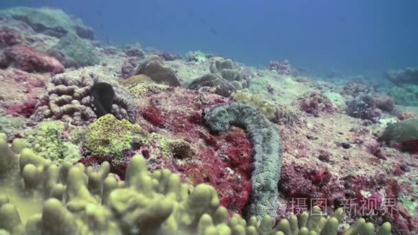 Sea cucumber among coral in search of food. Macro.