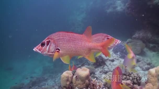 Flock of tropical fish on reef in search of food.