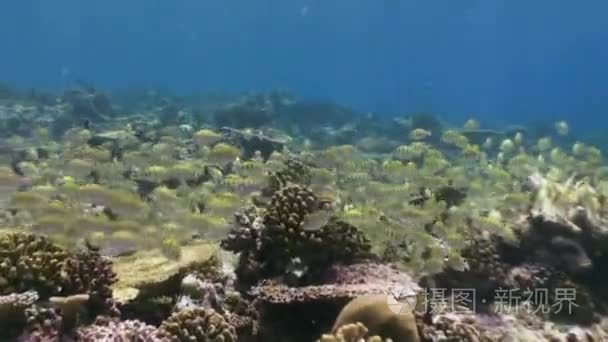 Flock of tropical fish on reef in search of food.