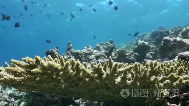 Flock of tropical fish on reef in search of food.