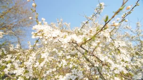 宁静现场桃花梅花树的春天视频