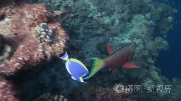 学校的热带鱼在礁寻找食物
