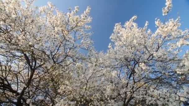 宁静现场桃花梅花树的春天视频