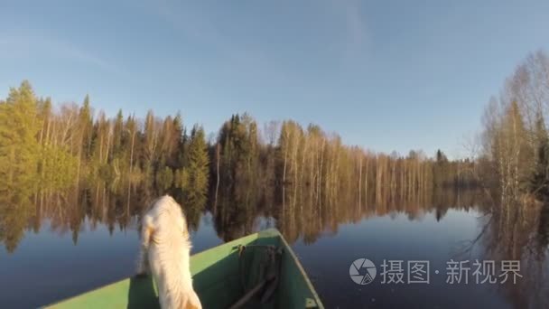 在小船漂浮在洪水期间的狗视频