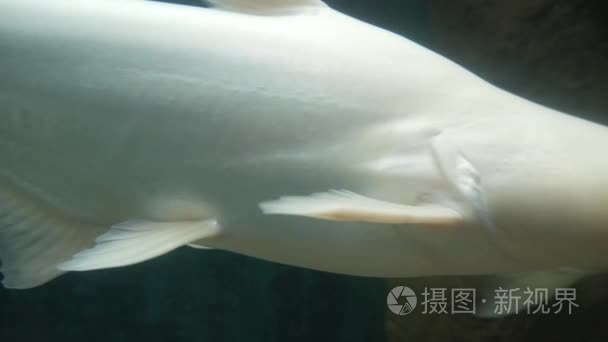 大白鱼在鱼缸里游泳的近视图视频