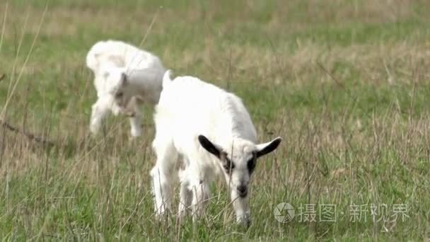 在草地上吃草的两只小山羊视频