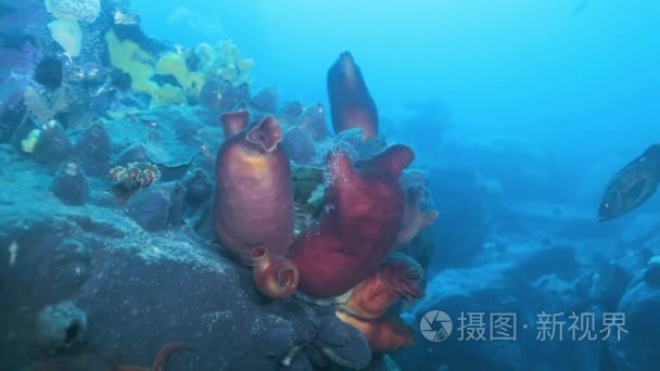 与多彩海绵日本海桑迪红海底视频