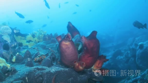 与多彩海绵日本海桑迪红海底视频