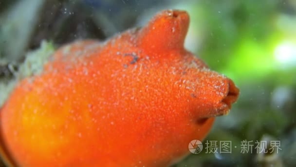 与多彩海绵日本海桑迪红海底视频