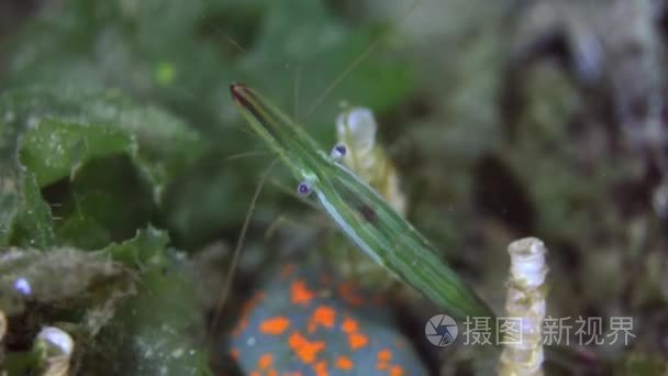 在海底寻找食物的草虾视频