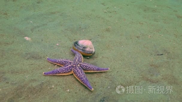 海星捕食沙质的外壳视频