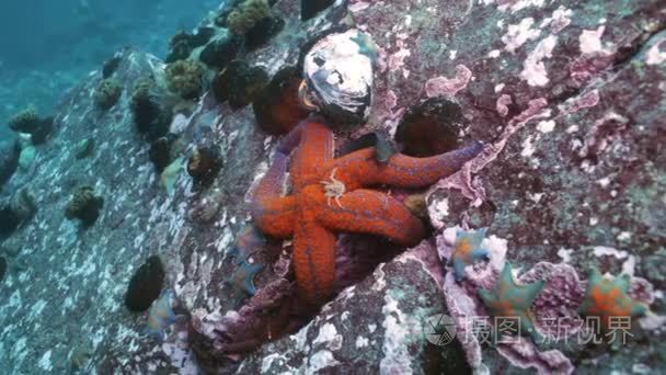 大海星海底寻找食物视频