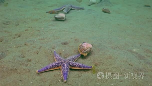 海星捕食沙质的外壳