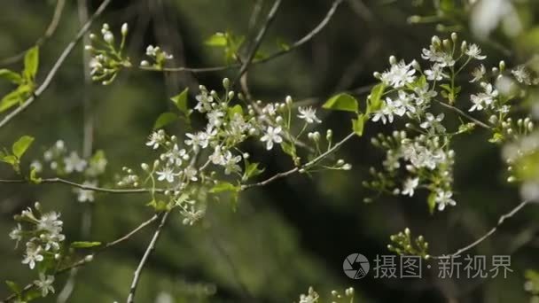 白色樱花盛开枝头摇曳视频