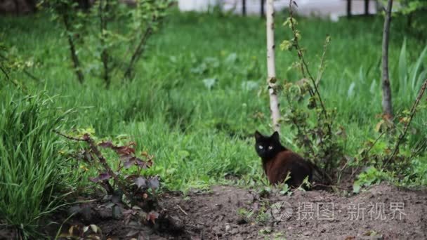 猫在一个绿色公园