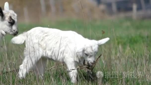 白色的小山羊放牧在字段中