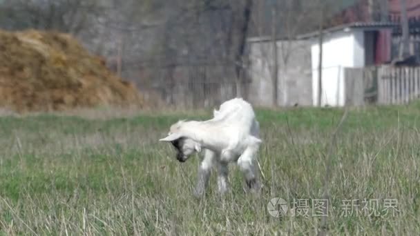 白色的小山羊放牧在字段中