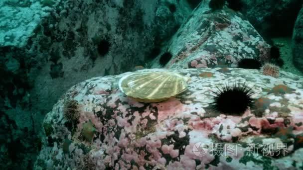 扇贝和海胆的海底岩石中视频